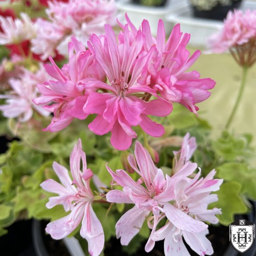 Pelargonium 'Vectis Sparkler' - Pelargoon 'Vectis Sparkler' P9/0,55L